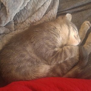 Meet your Posher, Sam